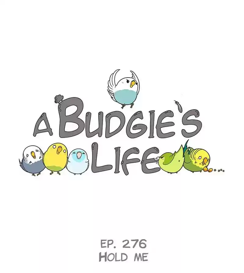 A Budgie's Life Chapter 277: Ep.276: