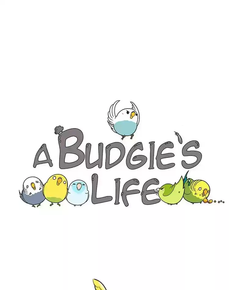 A Budgie's Life Chapter 278: Ep.277: