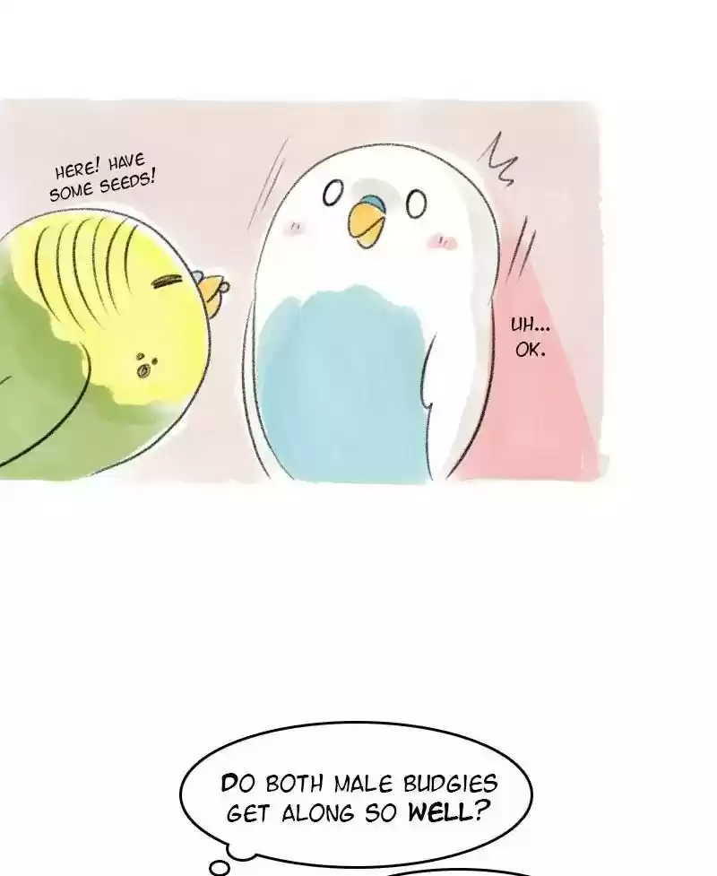 A Budgie's Life Chapter 28: Ep.28: