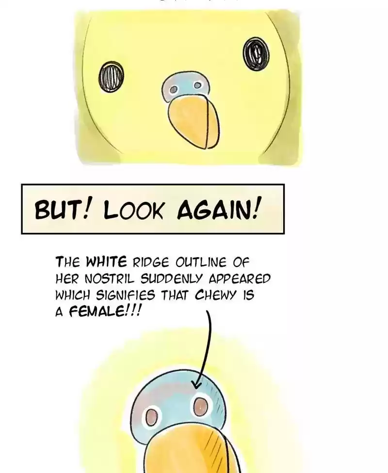 A Budgie's Life Chapter 28: Ep.28: