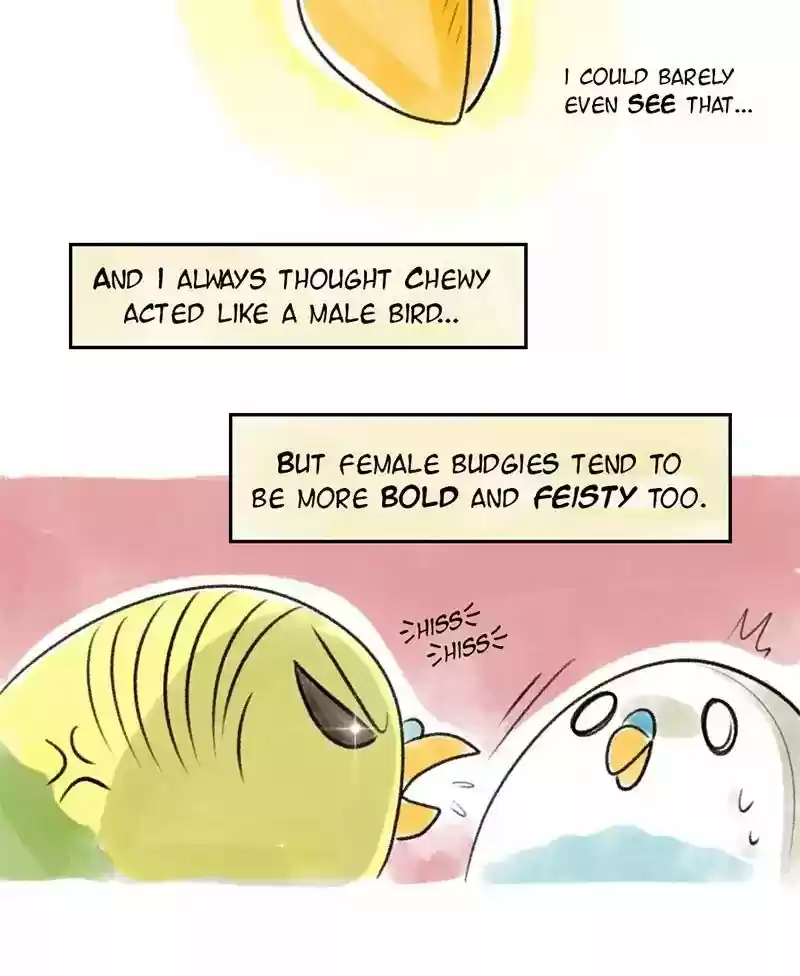 A Budgie's Life Chapter 28: Ep.28:
