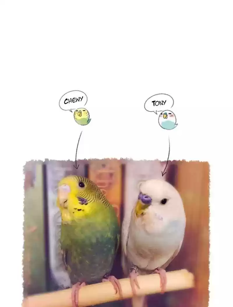 A Budgie's Life Chapter 28: Ep.28: