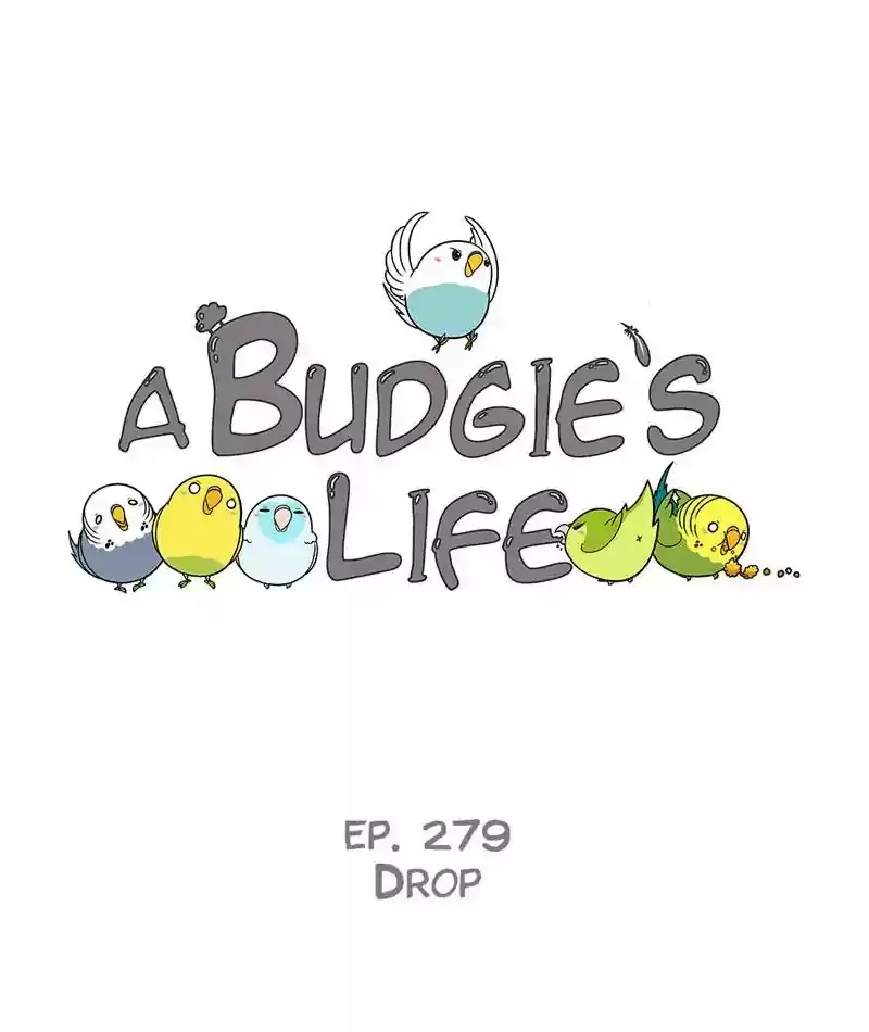 A Budgie's Life Chapter 280: Ep.279: