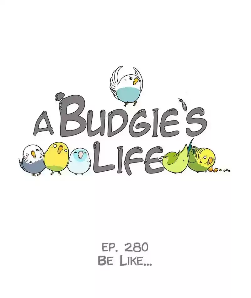 A Budgie's Life Chapter 281: Ep.280: