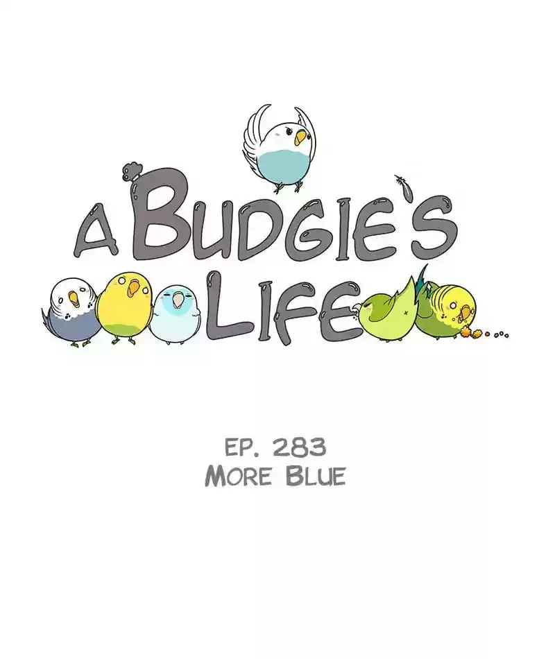A Budgie's Life Chapter 284: Ep.283: