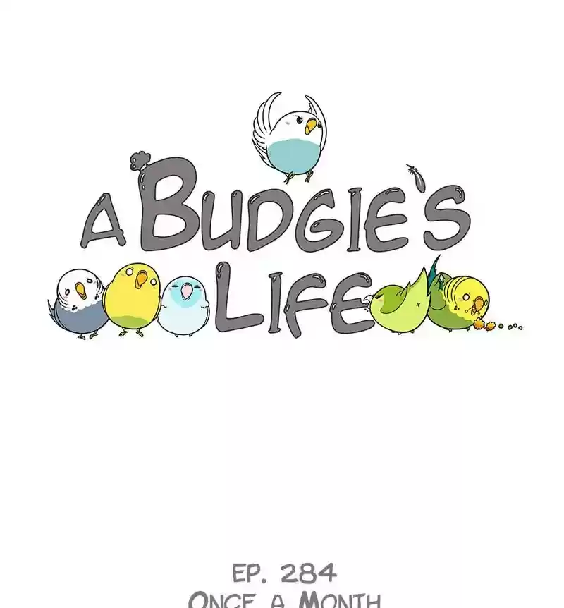 A Budgie's Life Chapter 285: Ep.284: