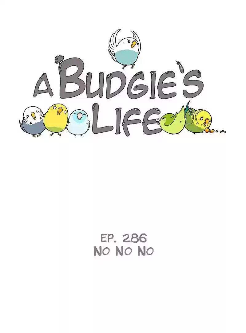 A Budgie's Life Chapter 287: Ep.286: