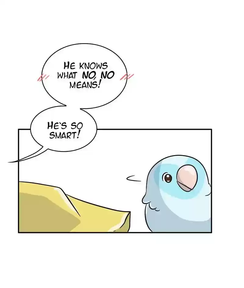 A Budgie's Life Chapter 287: Ep.286: