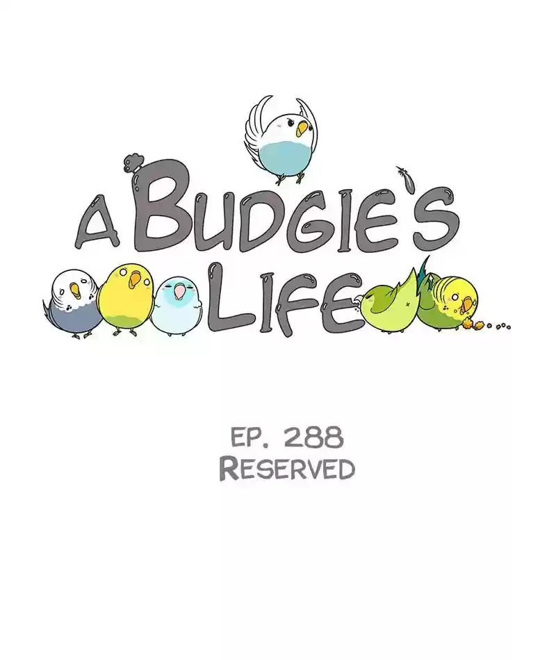 A Budgie's Life Chapter 289: Ep.288: