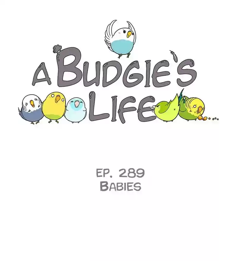 A Budgie's Life Chapter 290: Ep.289: