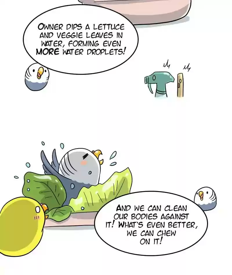 A Budgie's Life Chapter 293: Ep.292:
