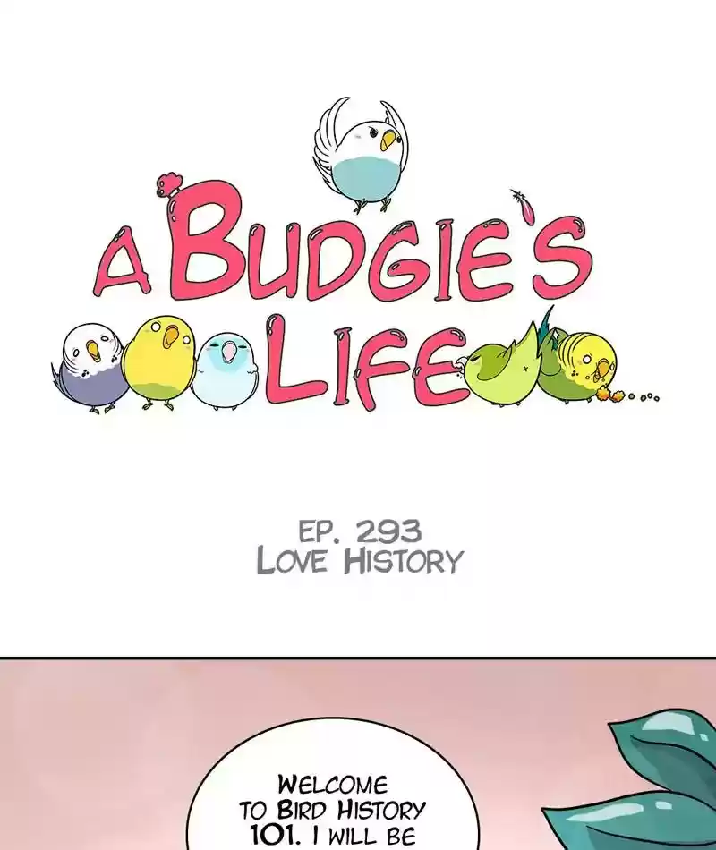 A Budgie's Life Chapter 294: Ep.293: