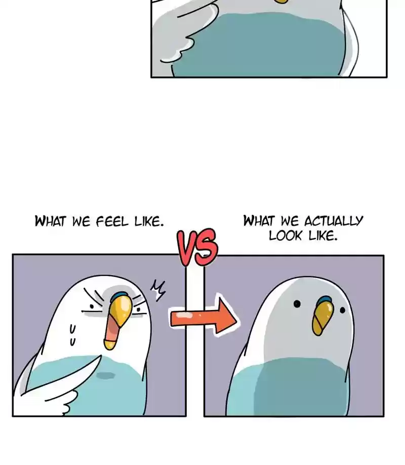 A Budgie's Life Chapter 296: Ep.295:
