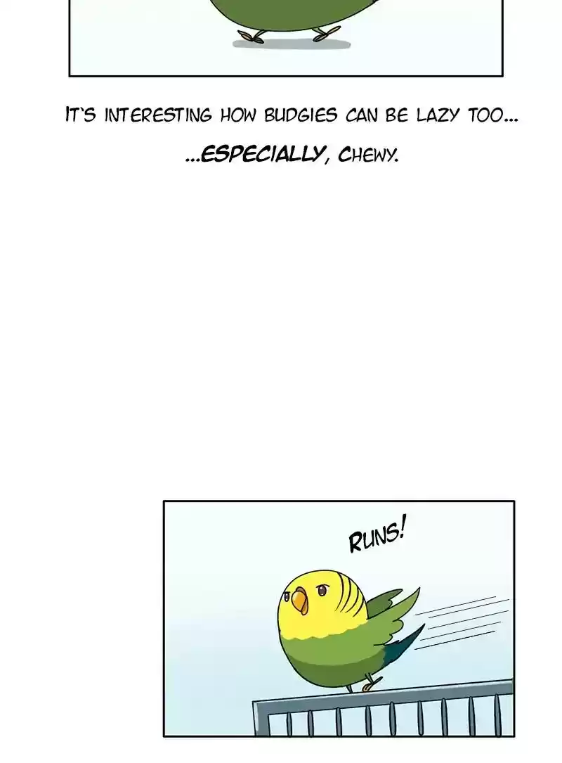 A Budgie's Life Chapter 298: Ep.297: