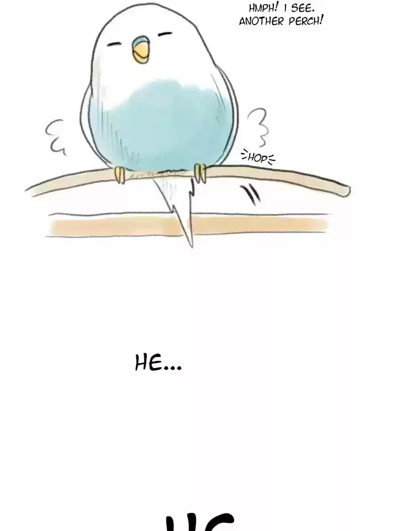 A Budgie's Life Chapter 3: Ep.3: