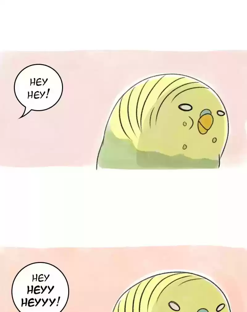 A Budgie's Life Chapter 30: Ep.30:
