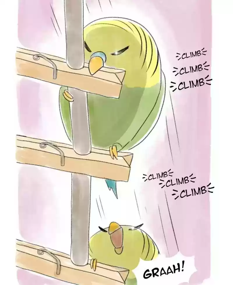 A Budgie's Life Chapter 30: Ep.30: