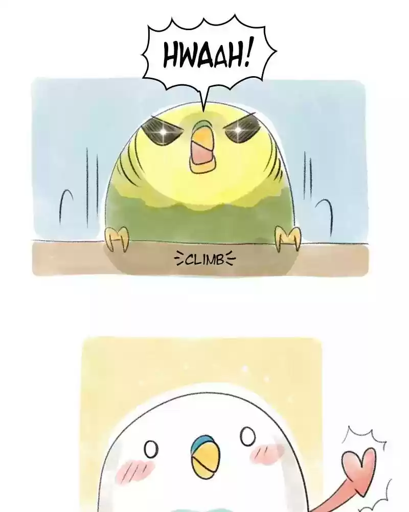 A Budgie's Life Chapter 30: Ep.30: