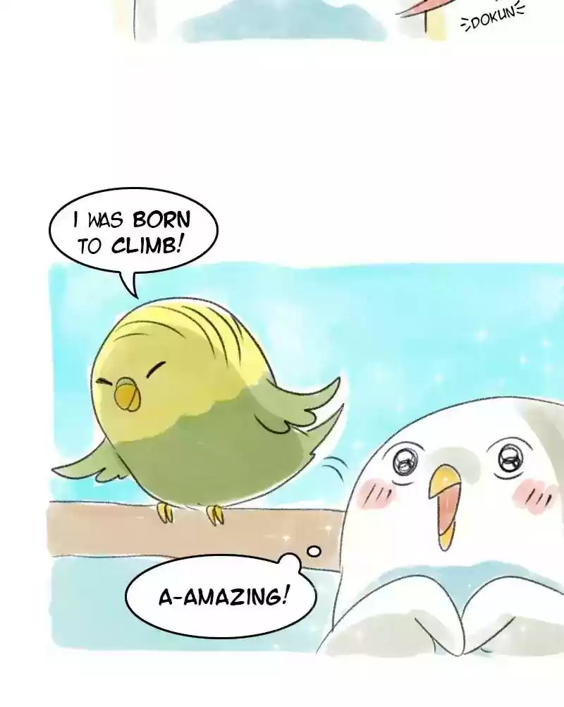 A Budgie's Life Chapter 30: Ep.30: