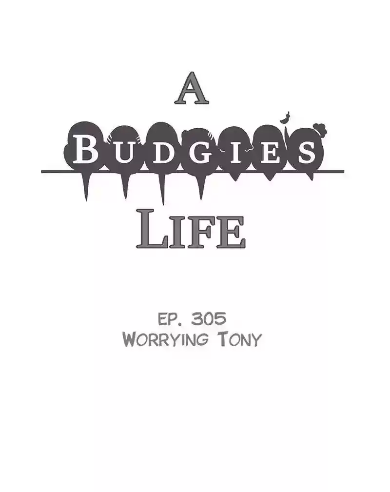A Budgie's Life Chapter 306: Ep.305: