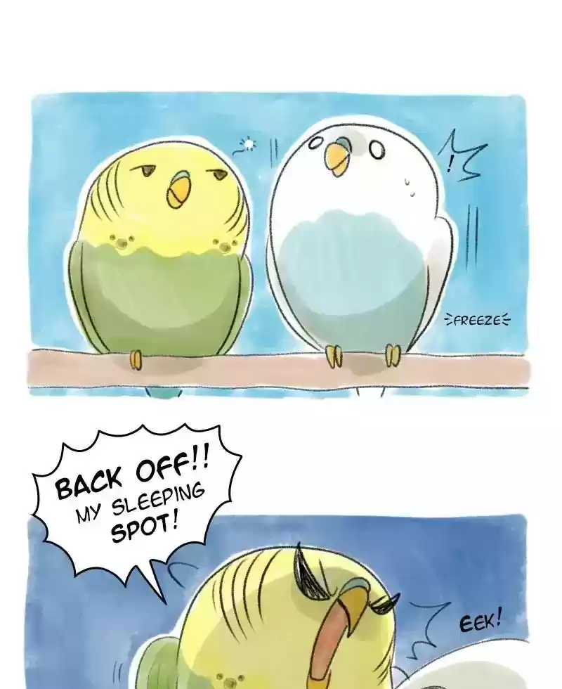 A Budgie's Life Chapter 31: Ep.31:
