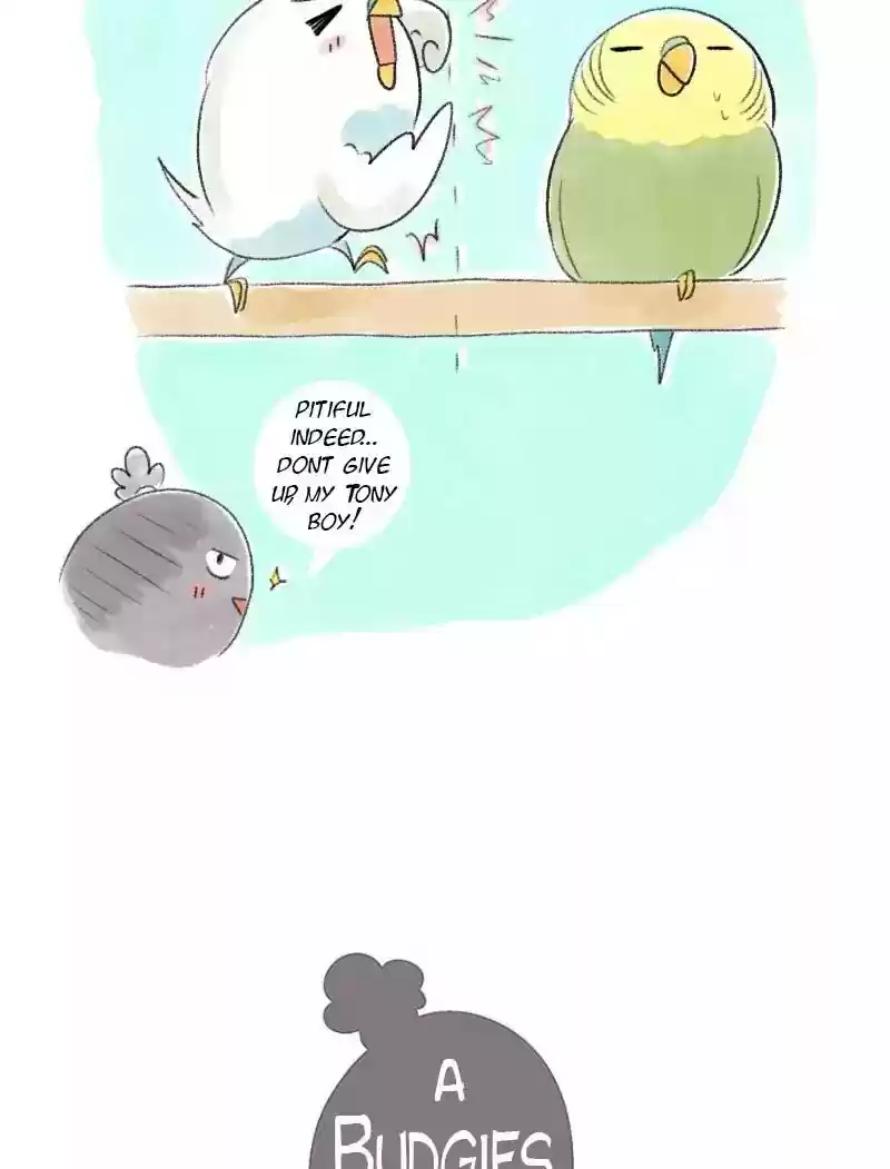 A Budgie's Life Chapter 31: Ep.31: