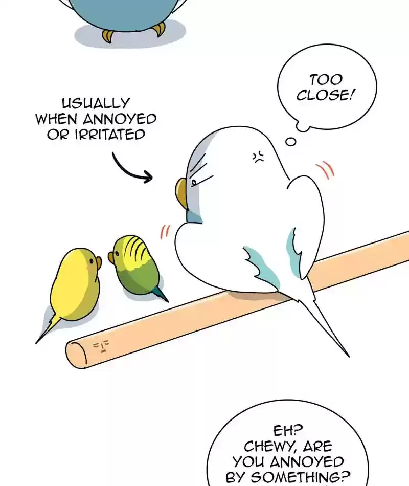 A Budgie's Life Chapter 311: Ep.310: