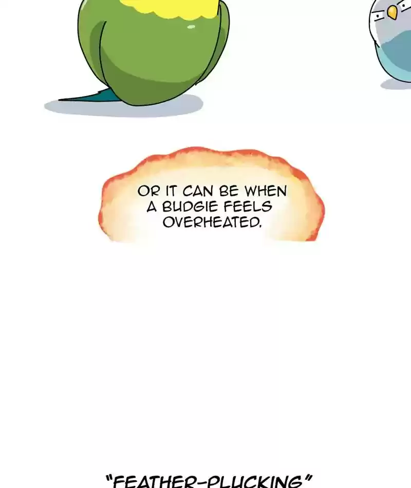 A Budgie's Life Chapter 311: Ep.310: