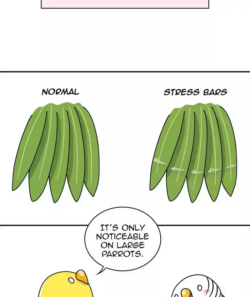 A Budgie's Life Chapter 311: Ep.310: