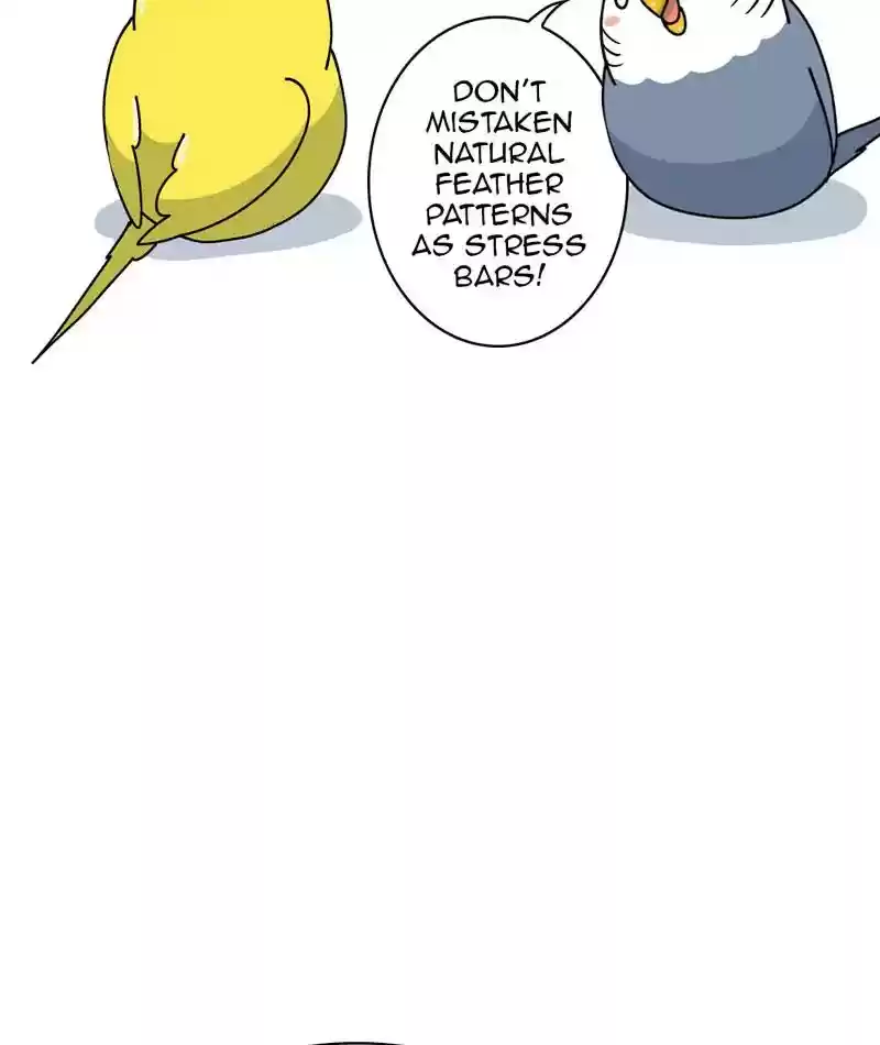 A Budgie's Life Chapter 311: Ep.310: