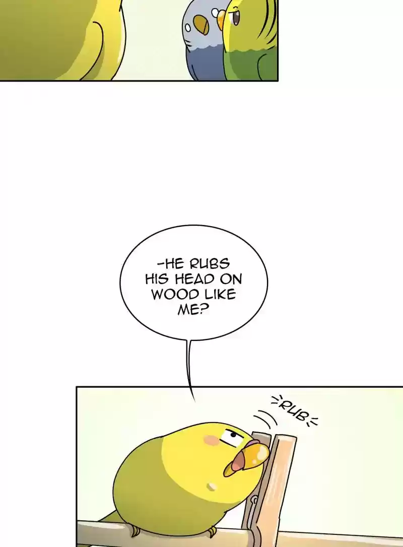 A Budgie's Life Chapter 322: Ep.321: