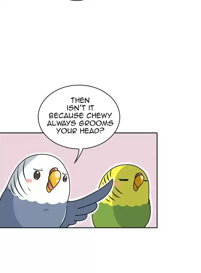 A Budgie's Life Chapter 322: Ep.321: