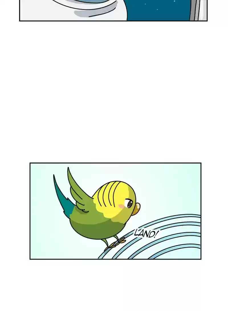 A Budgie's Life Chapter 329: Ep.328: