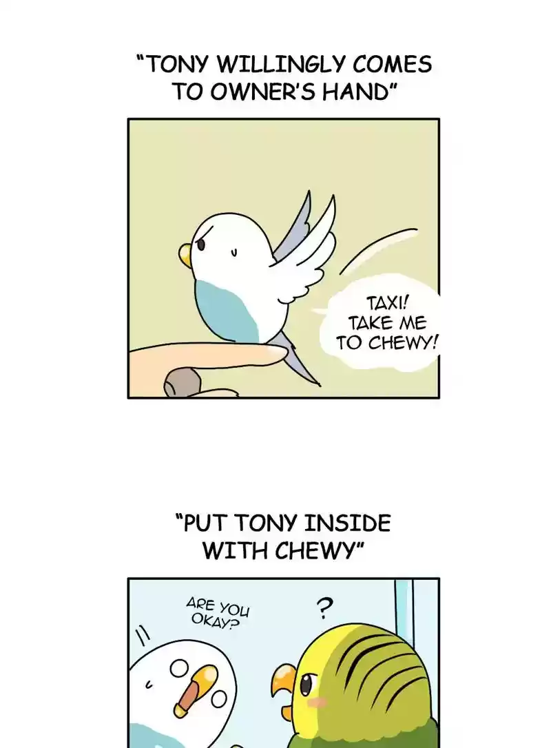 A Budgie's Life Chapter 329: Ep.328: