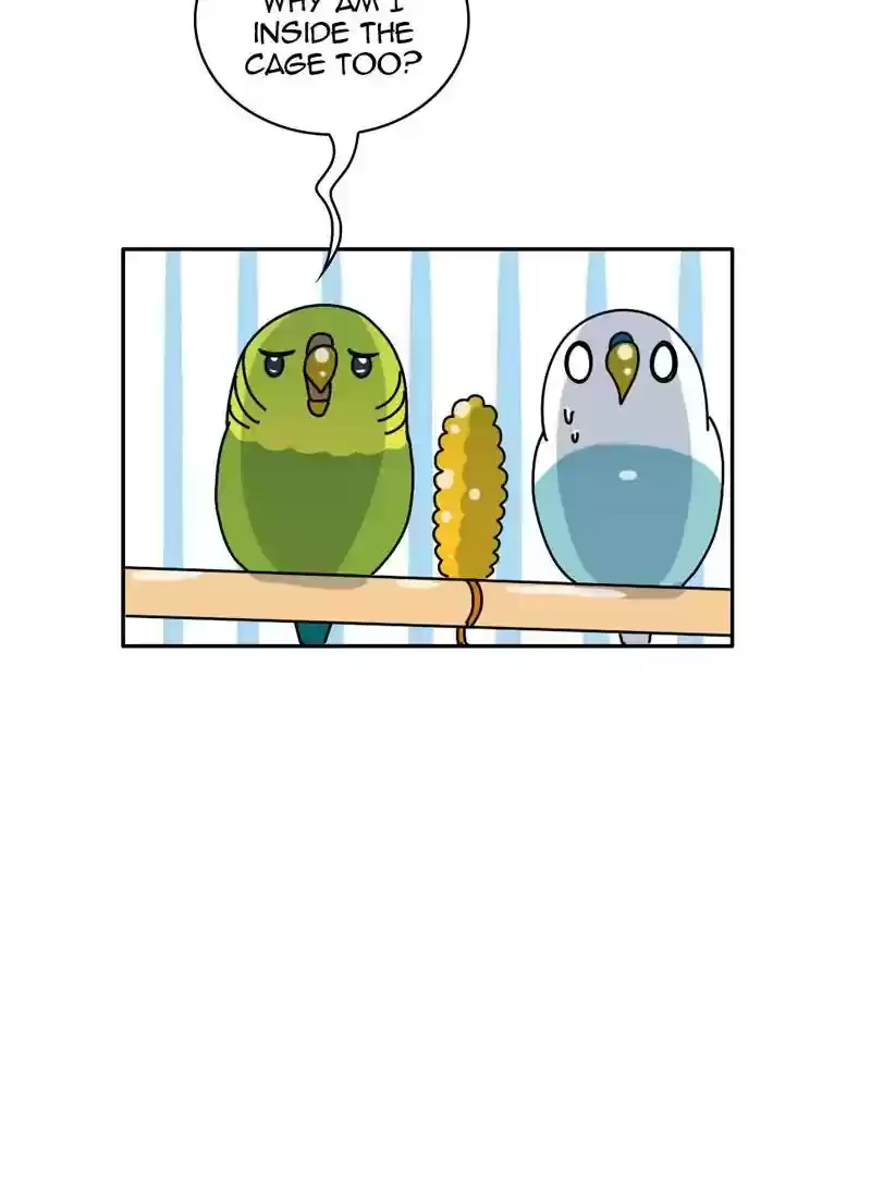 A Budgie's Life Chapter 329: Ep.328: