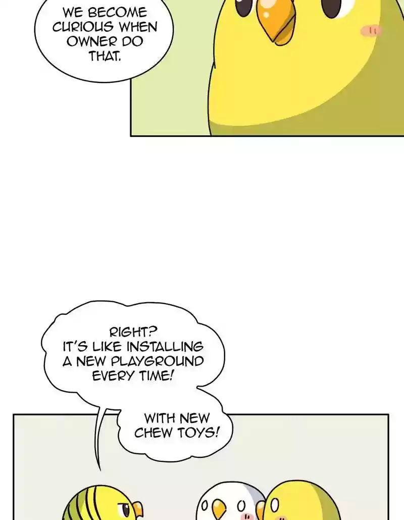 A Budgie's Life Chapter 332: Ep.331: