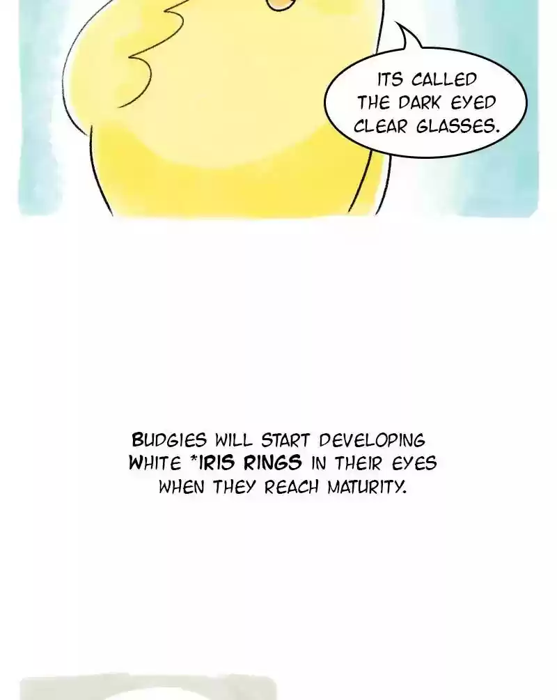 A Budgie's Life Chapter 34: Ep.34: