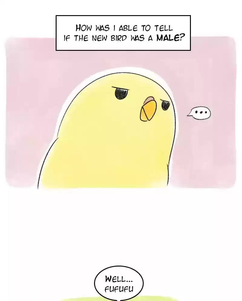A Budgie's Life Chapter 34: Ep.34: