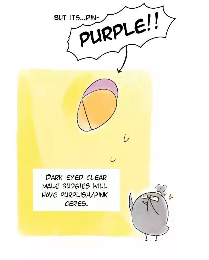 A Budgie's Life Chapter 34: Ep.34: