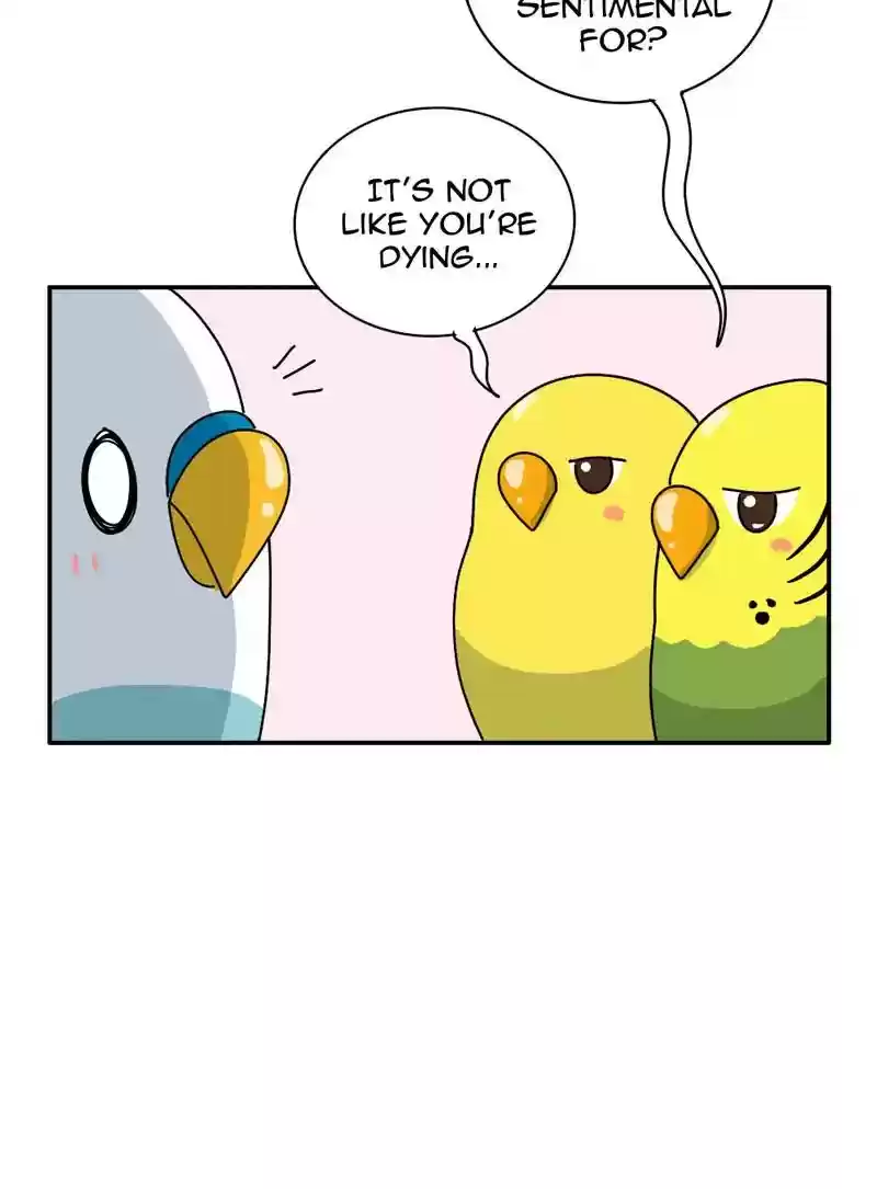 A Budgie's Life Chapter 340: Ep.339: