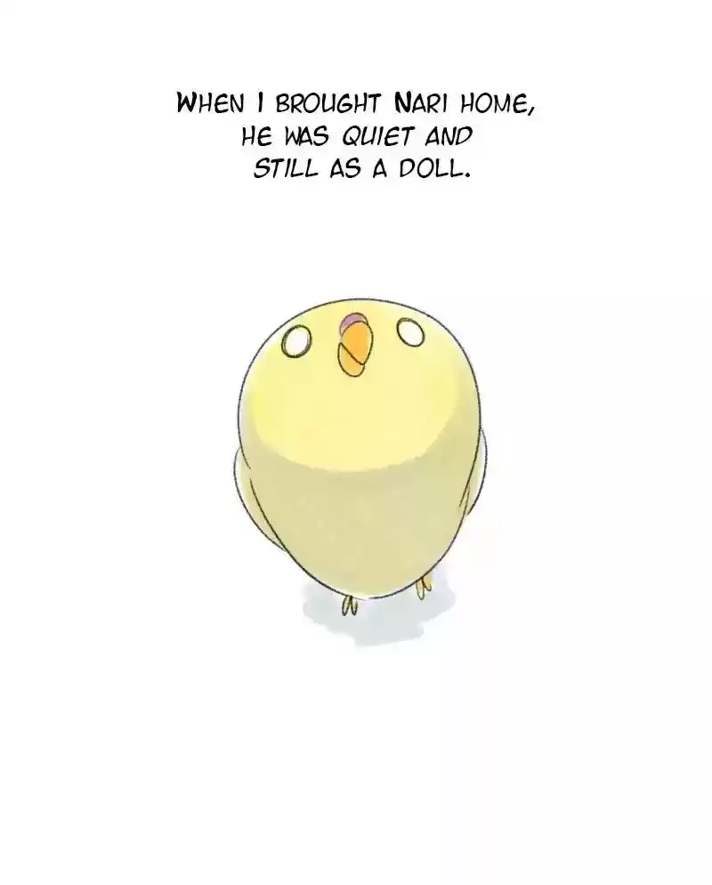 A Budgie's Life Chapter 35: Ep.35: