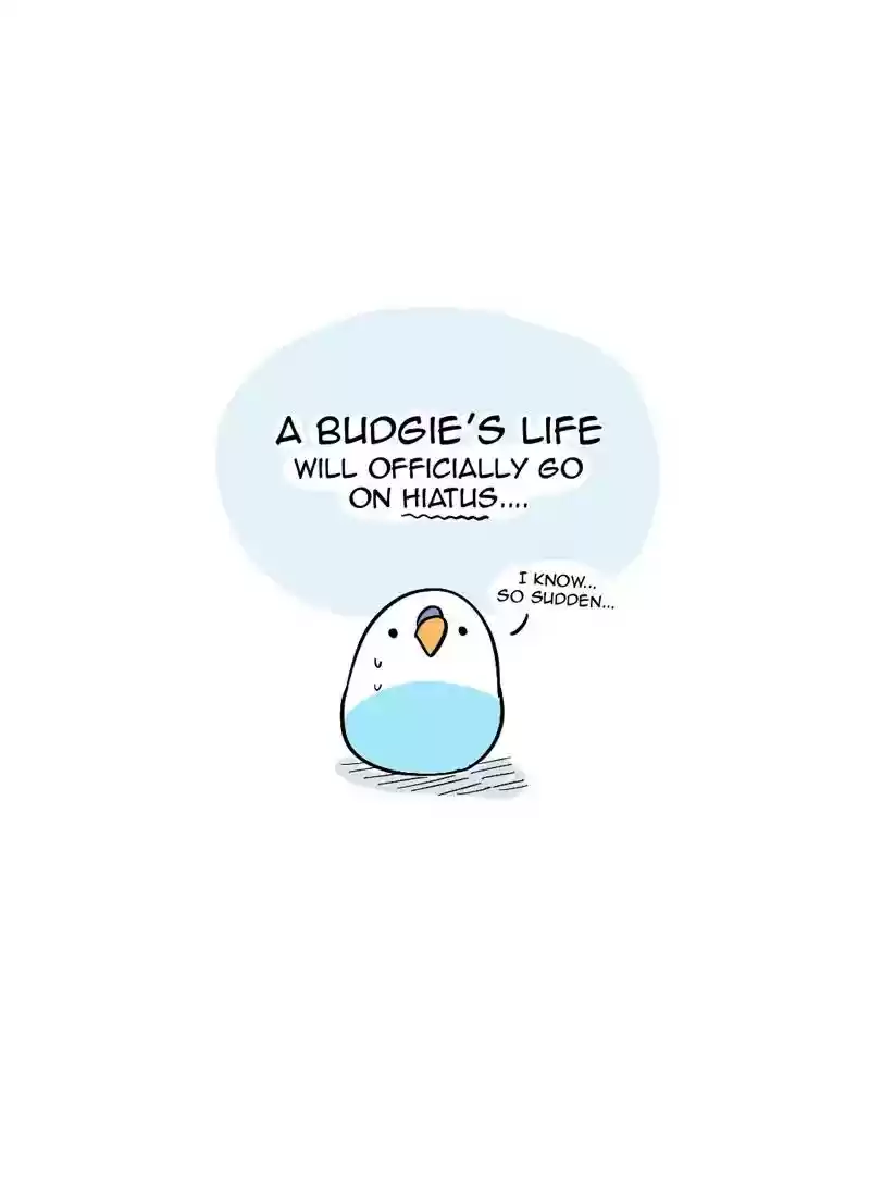 A Budgie's Life Chapter 351: