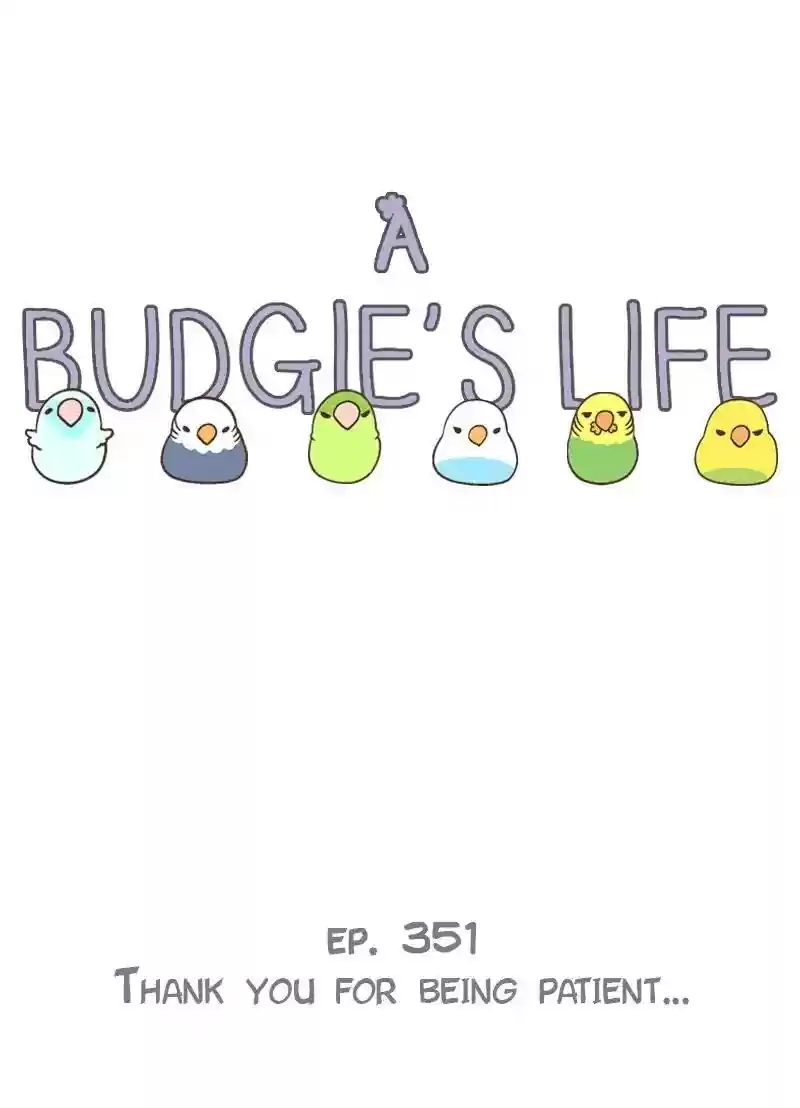 A Budgie's Life Chapter 352: Ep.350: