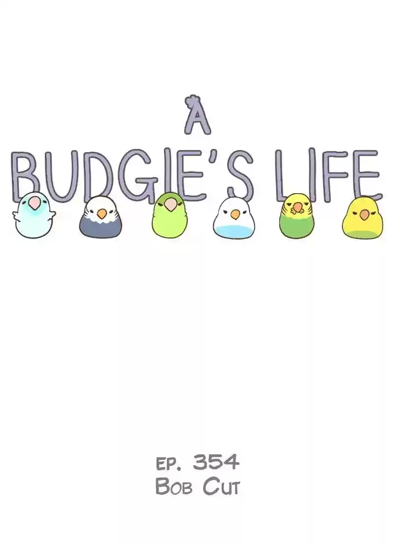 A Budgie's Life Chapter 354: Ep.352: