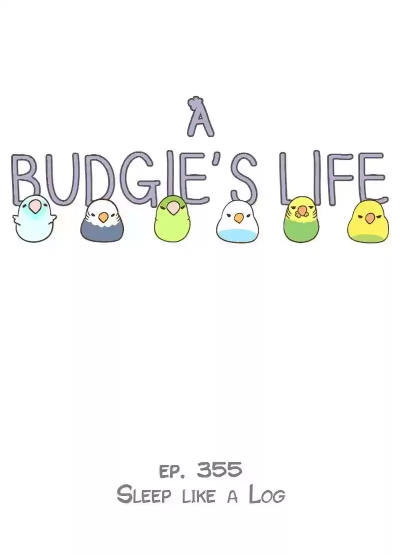 A Budgie's Life Chapter 355: Ep.353: