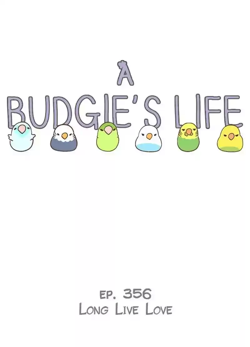 A Budgie's Life Chapter 356: Ep.354: