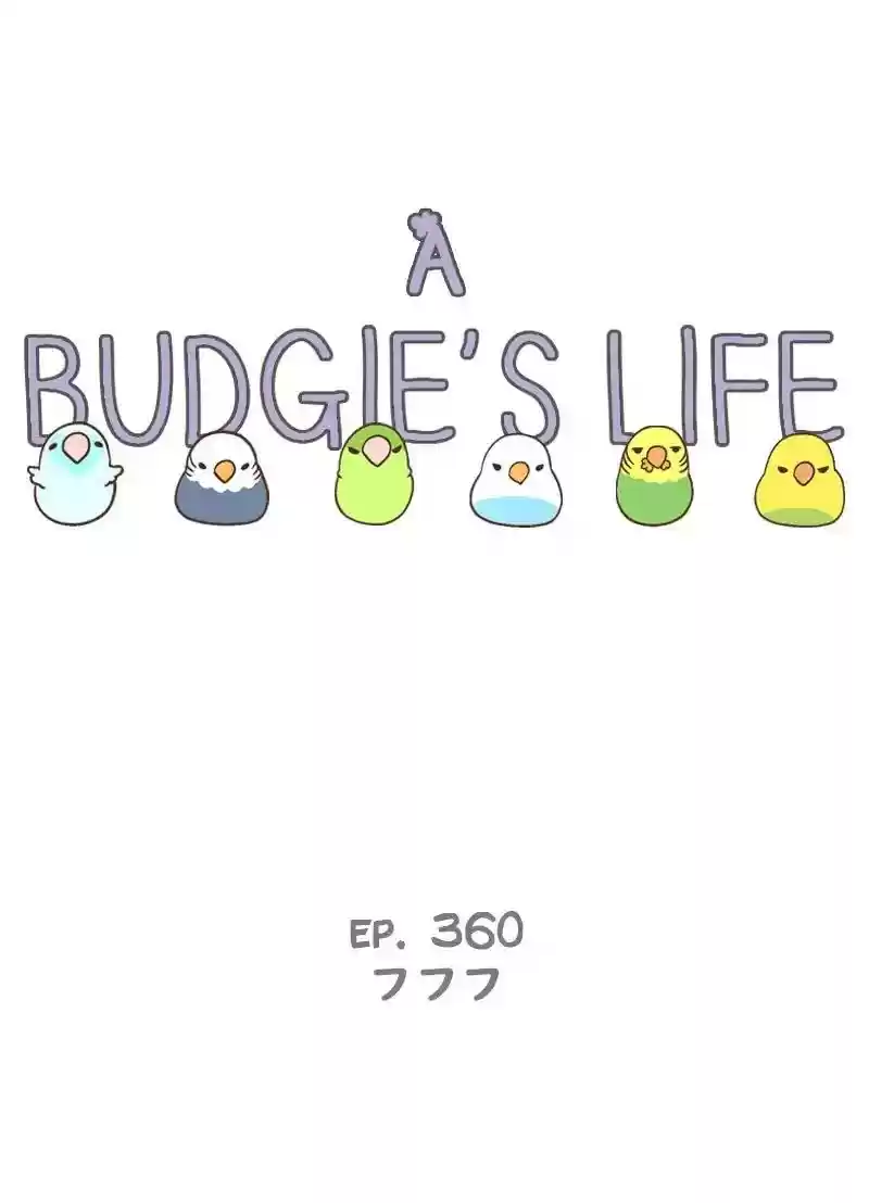 A Budgie's Life Chapter 360: Ep.358:
