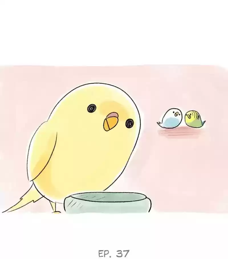 A Budgie's Life Chapter 37: Ep.37: