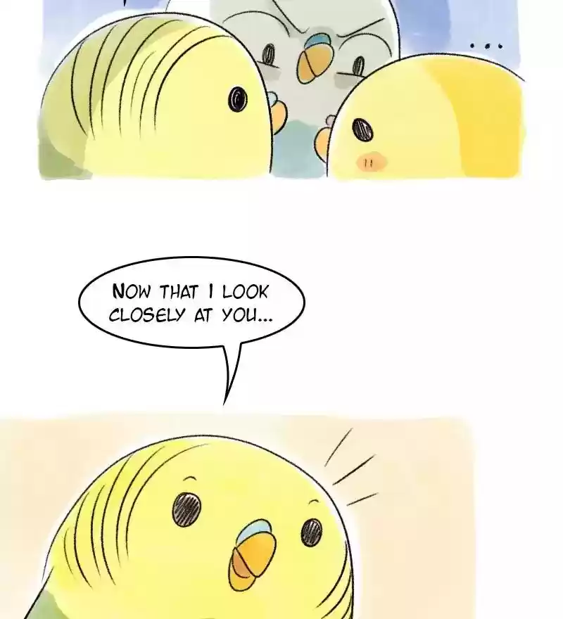 A Budgie's Life Chapter 37: Ep.37: