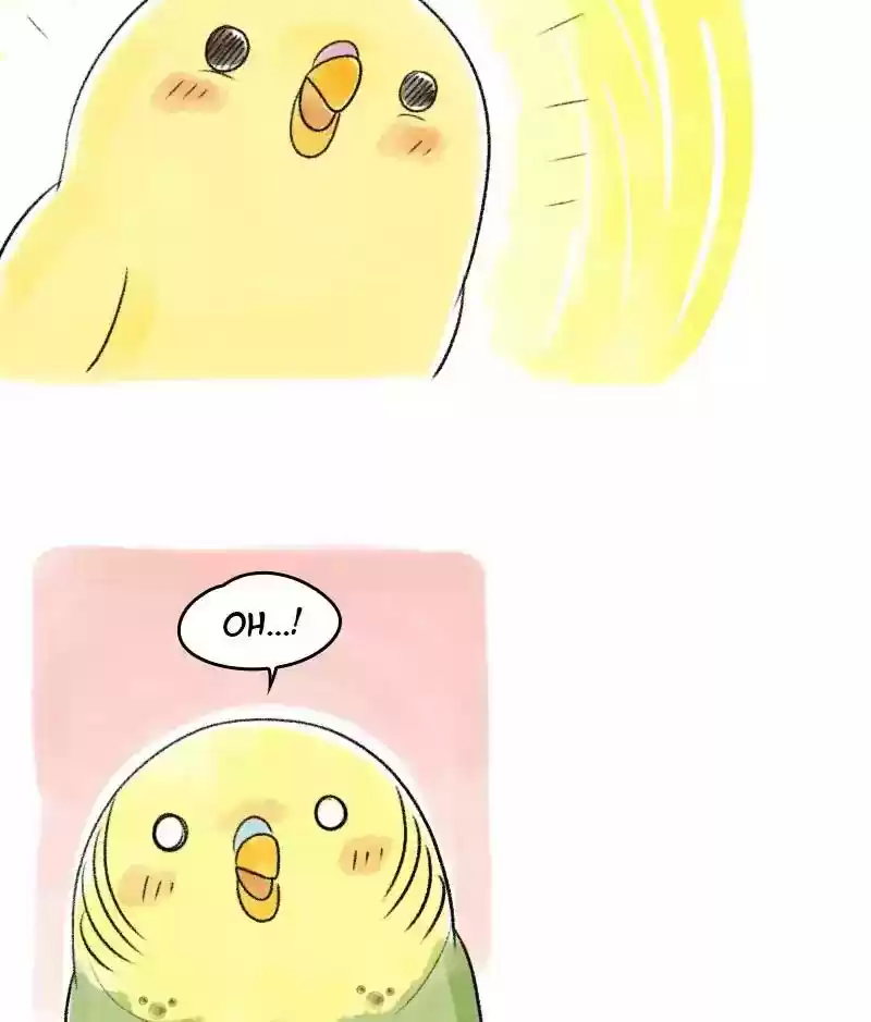 A Budgie's Life Chapter 37: Ep.37:
